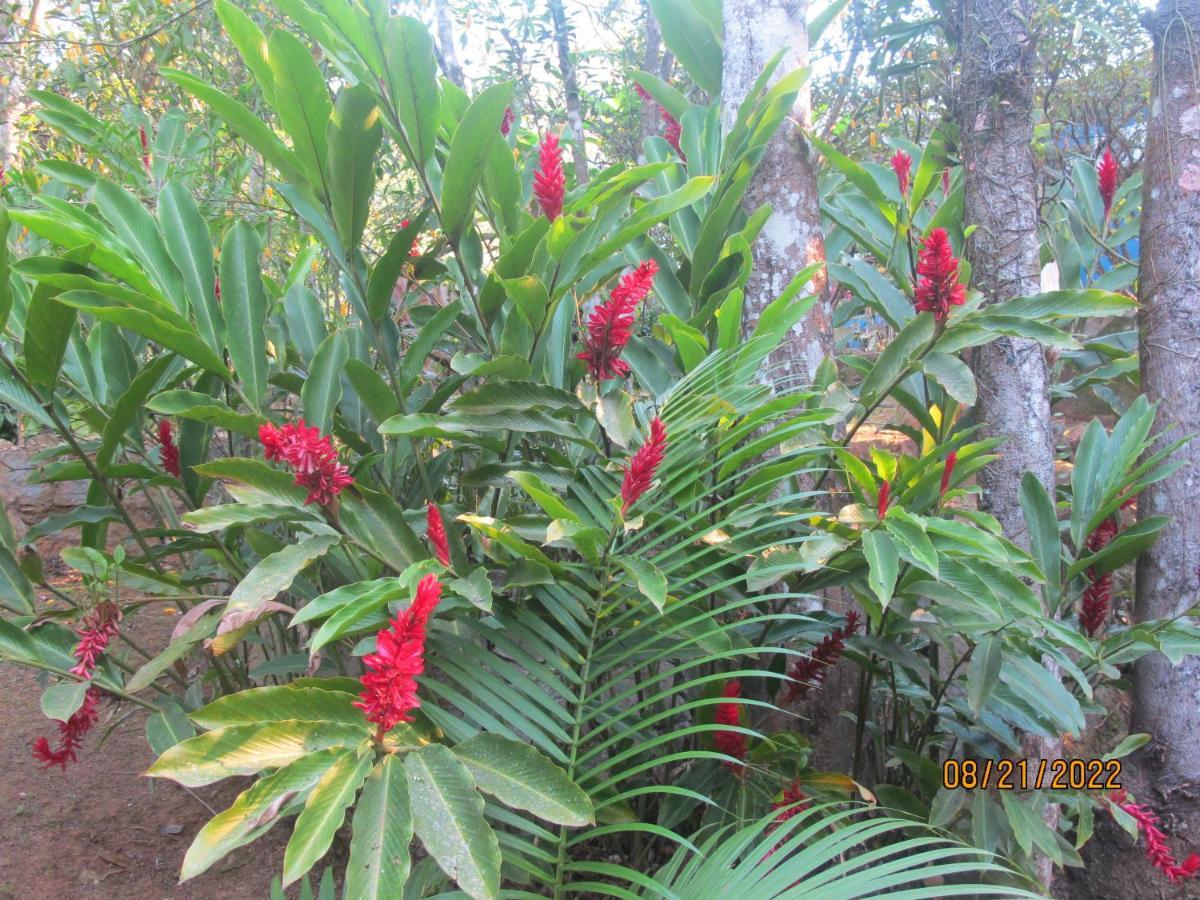 Janela Dos Meus Sonhos Villa Penedo  Luaran gambar